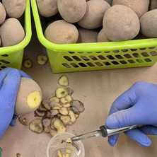 Badania ziemniaków. Rolnicy mogą skorzystać z bonifikaty