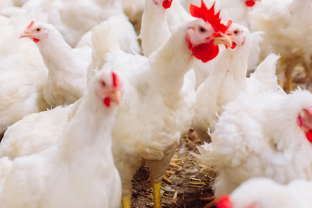 fot. Krajowy Ośrodek Wsparcia Rolnictwa